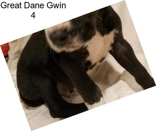 Great Dane Gwin 4