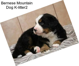 Bernese Mountain Dog K-litter2