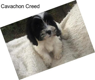 Cavachon Creed