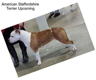 American Staffordshire Terrier Upcoming