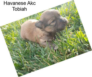 Havanese Akc Tobiah