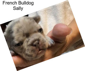 French Bulldog Sally