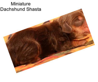 Miniature Dachshund Shasta