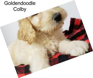 Goldendoodle Colby