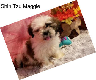 Shih Tzu Maggie