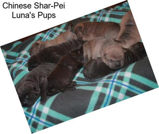 Chinese Shar-Pei Luna\'s Pups