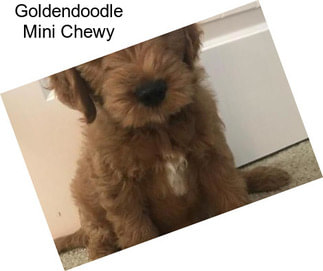 Goldendoodle Mini Chewy