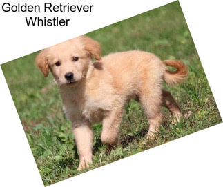 Golden Retriever Whistler