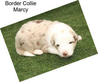 Border Collie Marcy