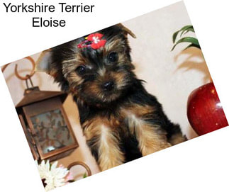 Yorkshire Terrier Eloise