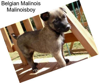 Belgian Malinois Malinoisboy