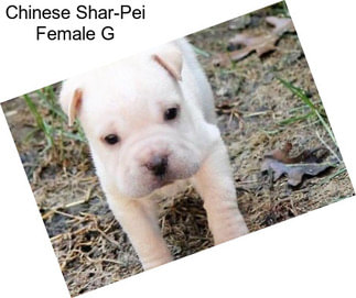 Chinese Shar-Pei Female G