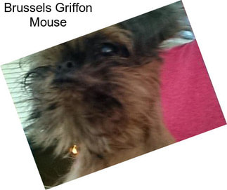 Brussels Griffon Mouse