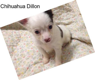 Chihuahua Dillon