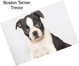 Boston Terrier Trevor