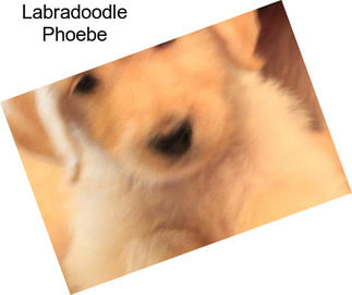 Labradoodle Phoebe