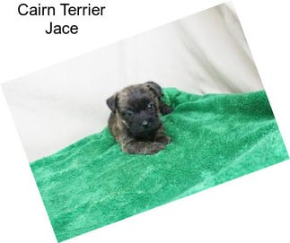 Cairn Terrier Jace