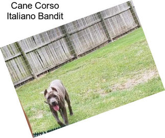 Cane Corso Italiano Bandit