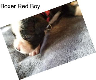 Boxer Red Boy