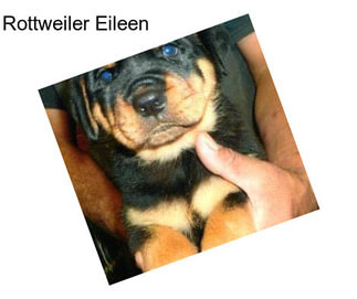 Rottweiler Eileen