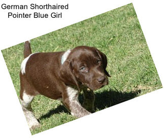 German Shorthaired Pointer Blue Girl