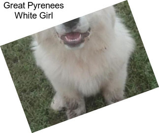 Great Pyrenees White Girl
