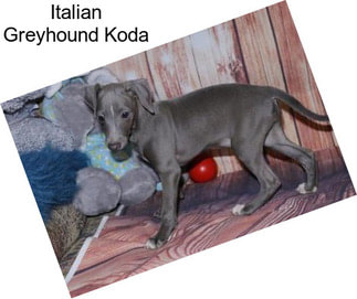 Italian Greyhound Koda