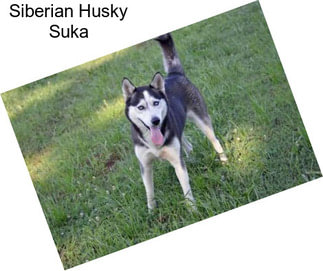 Siberian Husky Suka
