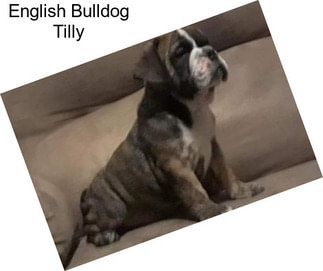 English Bulldog Tilly
