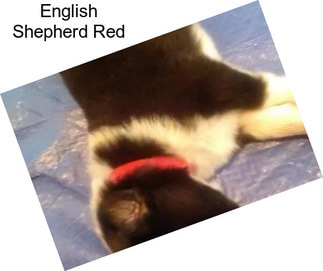 English Shepherd Red