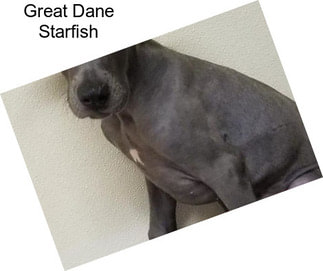 Great Dane Starfish