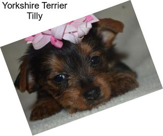 Yorkshire Terrier Tilly