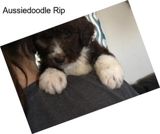 Aussiedoodle Rip