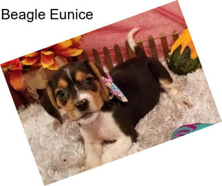 Beagle Eunice