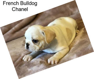 French Bulldog Chanel