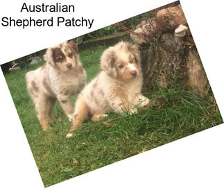 Australian Shepherd Patchy