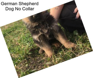 German Shepherd Dog No Collar