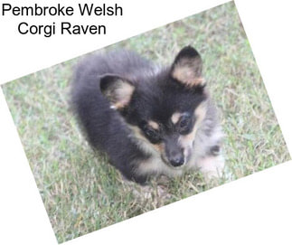 Pembroke Welsh Corgi Raven