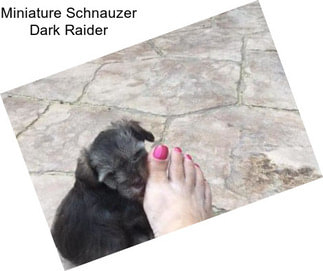 Miniature Schnauzer Dark Raider