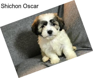 Shichon Oscar