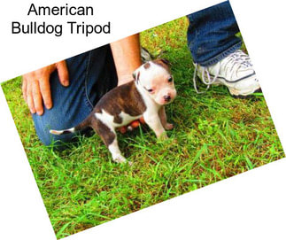 American Bulldog Tripod