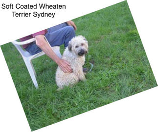 Soft Coated Wheaten Terrier Sydney