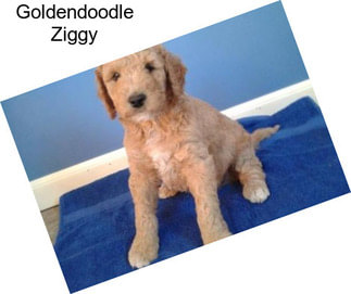 Goldendoodle Ziggy