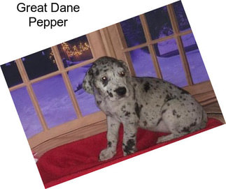Great Dane Pepper