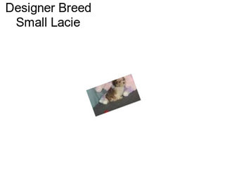 Designer Breed Small Lacie