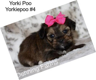 Yorki Poo Yorkiepoo #4