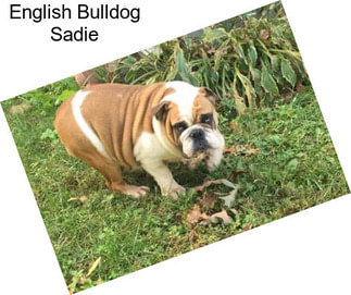 English Bulldog Sadie