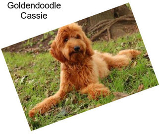 Goldendoodle Cassie