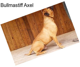 Bullmastiff Axel