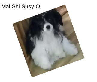 Mal Shi Susy Q